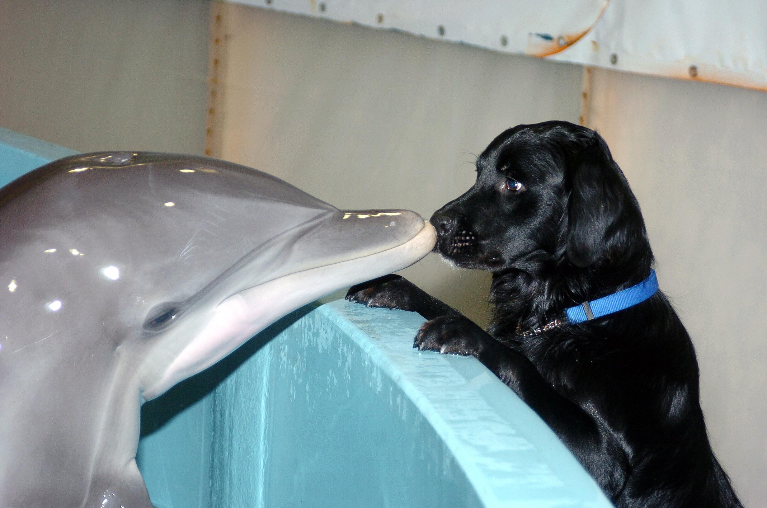 pictures-dolphin-kissing-black-dog.jpg