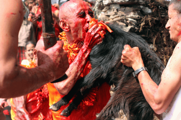 Animal sacrifice bali nepal 