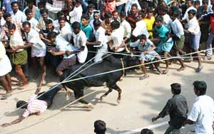 Jallikattu india bull fight