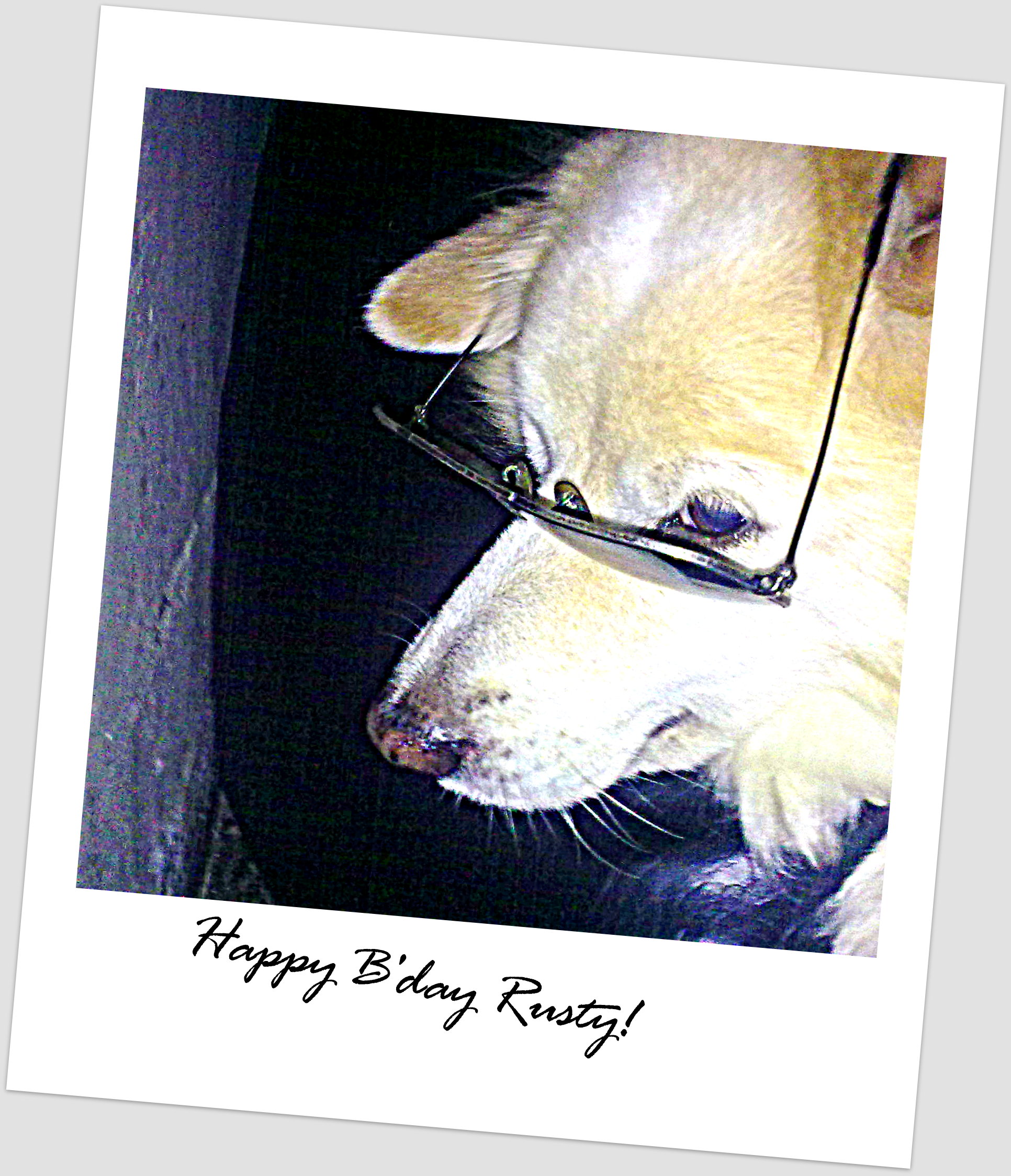 Happy Birthday Rusty, happy birthday dog