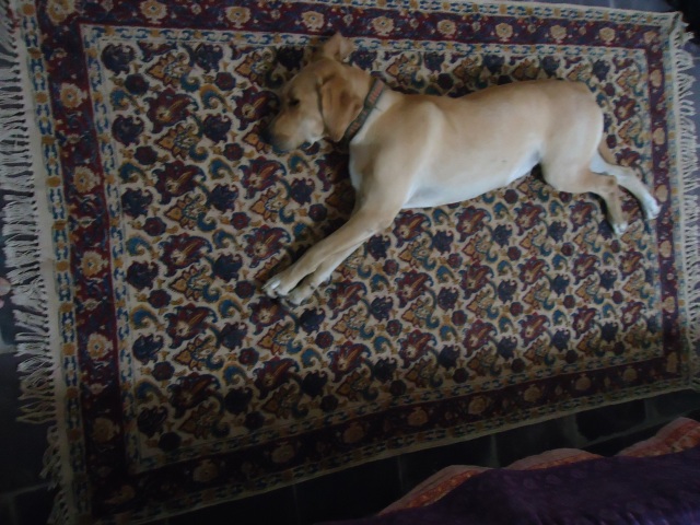 "Dog on carpet"