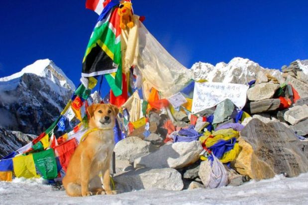 Rupee dog on Mount Everest